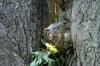 <img100*0:stuff/z/169023/Squirrel.4/i1277162367_41.jpg>