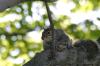 <img100*0:stuff/z/169023/Squirrel.5/i1277162699_3.jpg>