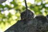 <img100*0:stuff/z/169023/Squirrel.5/i1277162700_10.jpg>