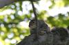 <img100*0:stuff/z/169023/Squirrel.5/i1277162700_11.jpg>