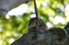 <img100*0:stuff/z/169023/Squirrel.5/i1277162700_12.jpg>