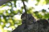 <img100*0:stuff/z/169023/Squirrel.5/i1277162700_13.jpg>