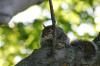 <img100*0:stuff/z/169023/Squirrel.5/i1277162700_14.jpg>