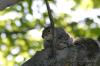 <img100*0:stuff/z/169023/Squirrel.5/i1277162700_15.jpg>