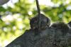 <img100*0:stuff/z/169023/Squirrel.5/i1277162700_4.jpg>