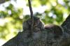<img100*0:stuff/z/169023/Squirrel.5/i1277162700_5.jpg>