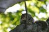 <img100*0:stuff/z/169023/Squirrel.5/i1277162700_6.jpg>