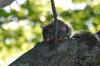 <img100*0:stuff/z/169023/Squirrel.5/i1277162700_7.jpg>