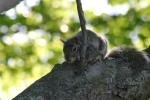 Squirrel.5