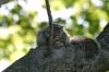 <img100*0:stuff/z/169023/Squirrel.5/i1277162700_8.jpg>