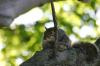 <img100*0:stuff/z/169023/Squirrel.5/i1277162700_9.jpg>