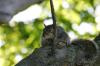 <img100*0:stuff/z/169023/Squirrel.5/i1277162701_16.jpg>