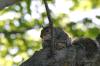 <img100*0:stuff/z/169023/Squirrel.5/i1277162701_17.jpg>