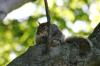 <img100*0:stuff/z/169023/Squirrel.5/i1277162701_18.jpg>
