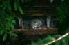 <img100*0:stuff/z/169023/Squirrel.6/i1277239210_1.jpg>
