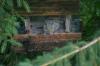 <img100*0:stuff/z/169023/Squirrel.6/i1277239210_10.jpg>