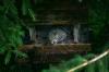 <img100*0:stuff/z/169023/Squirrel.6/i1277239210_2.jpg>