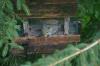 <img100*0:stuff/z/169023/Squirrel.6/i1277239210_3.jpg>