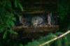 <img100*0:stuff/z/169023/Squirrel.6/i1277239210_4.jpg>