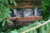 <img100*0:stuff/z/169023/Squirrel.6/i1277239210_5.jpg>