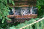 Squirrel.6