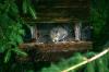 <img100*0:stuff/z/169023/Squirrel.6/i1277239210_6.jpg>