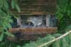 <img100*0:stuff/z/169023/Squirrel.6/i1277239210_9.jpg>