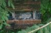 <img100*0:stuff/z/169023/Squirrel.6/i1277239211_11.jpg>