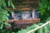 <img100*0:stuff/z/169023/Squirrel.6/i1277239211_12.jpg>