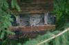 <img100*0:stuff/z/169023/Squirrel.6/i1277239211_14.jpg>