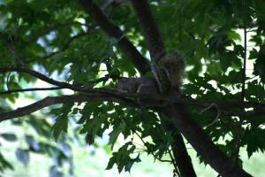 <img300*0:stuff/z/169023/Squirrels%253a%2529/i1279821582_1.jpg>