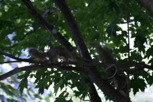 <img300*0:stuff/z/169023/Squirrels%253a%2529/i1279821583_10.jpg>