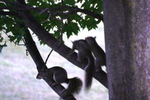 <img300*0:stuff/z/169023/Squirrels%253a%2529/i1279821583_12.jpg>