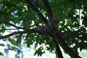 <img300*0:stuff/z/169023/Squirrels%253a%2529/i1279821583_2.jpg>