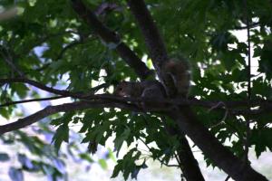 <img300*0:stuff/z/169023/Squirrels%253a%2529/i1279821583_3.jpg>