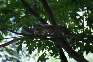 <img300*0:stuff/z/169023/Squirrels%253a%2529/i1279821583_4.jpg>