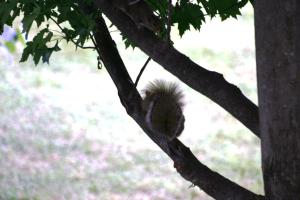 <img300*0:stuff/z/169023/Squirrels%253a%2529/i1279821583_5.jpg>