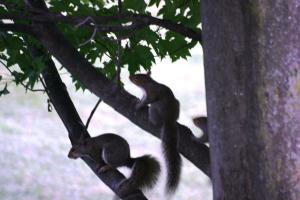 <img300*0:stuff/z/169023/Squirrels%253a%2529/i1279821583_6.jpg>