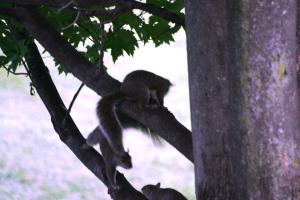 <img300*0:stuff/z/169023/Squirrels%253a%2529/i1279821583_7.jpg>
