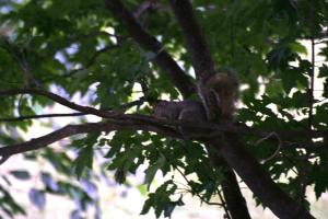 <img300*0:stuff/z/169023/Squirrels%253a%2529/i1279821583_8.jpg>
