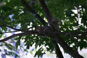 <img300*0:stuff/z/169023/Squirrels%253a%2529/i1279821583_9.jpg>