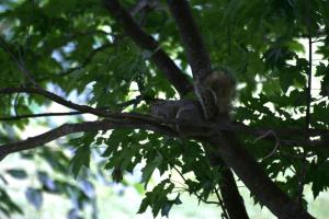 <img300*0:stuff/z/169023/Squirrels%253a%2529/i1279821584_14.jpg>