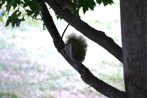 <img300*0:stuff/z/169023/Squirrels%253a%2529/i1279821584_16.jpg>