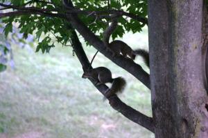 <img300*0:stuff/z/169023/Squirrels%253a%2529/i1279821584_17.jpg>