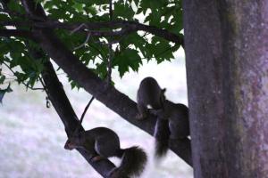 <img300*0:stuff/z/169023/Squirrels%253a%2529/i1279821584_18.jpg>