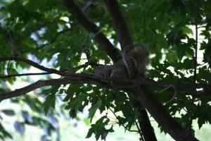 <img300*0:stuff/z/169023/Squirrels%253a%2529/i1279821584_20.jpg>