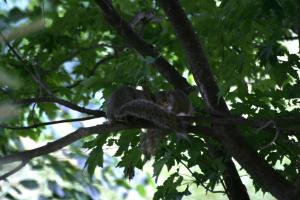 <img300*0:stuff/z/169023/Squirrels%253a%2529/i1279821584_21.jpg>