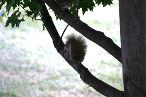 <img300*0:stuff/z/169023/Squirrels%253a%2529/i1279821584_22.jpg>