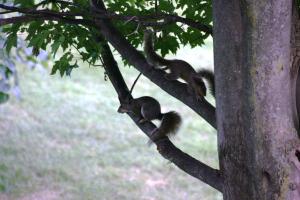 <img300*0:stuff/z/169023/Squirrels%253a%2529/i1279821584_23.jpg>