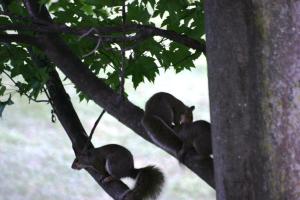 <img300*0:stuff/z/169023/Squirrels%253a%2529/i1279821585_24.jpg>
